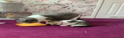 British Shorthair cats for sale: British Short Hair Kittens Purebred - Advert 9