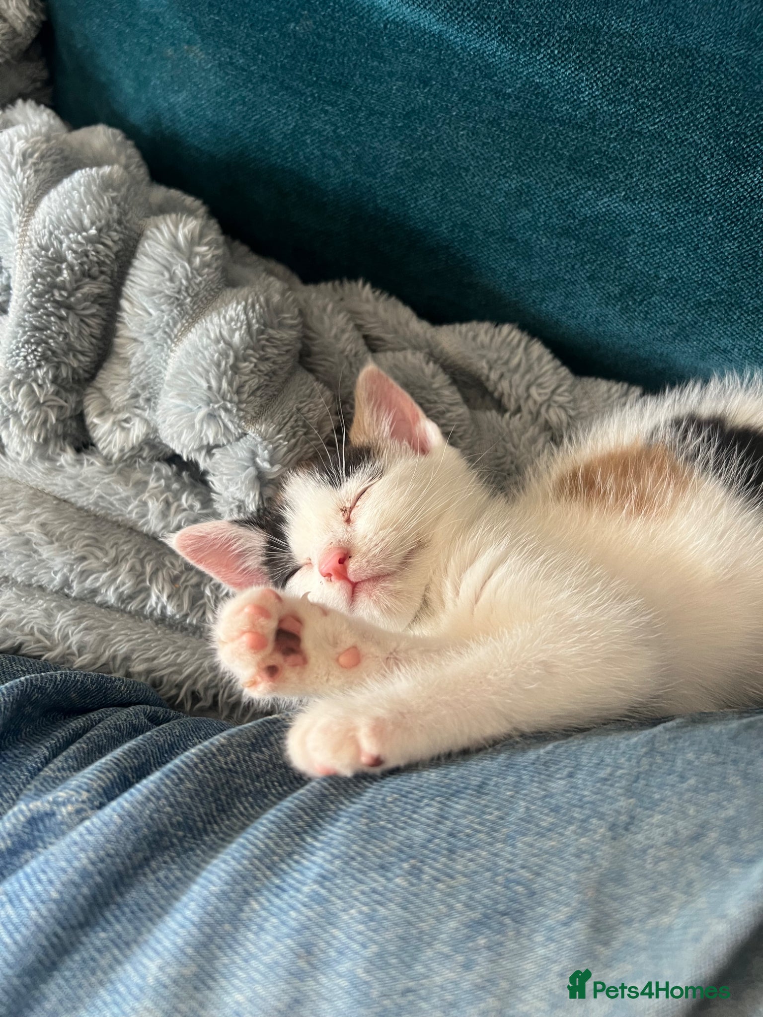 Mixed Breed cats for sale: Gorgeous Friendly Calico kittens - Advert 5