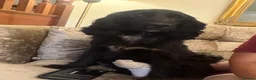Cockapoo dogs for sale: Availible due to being let down  - Advert 2