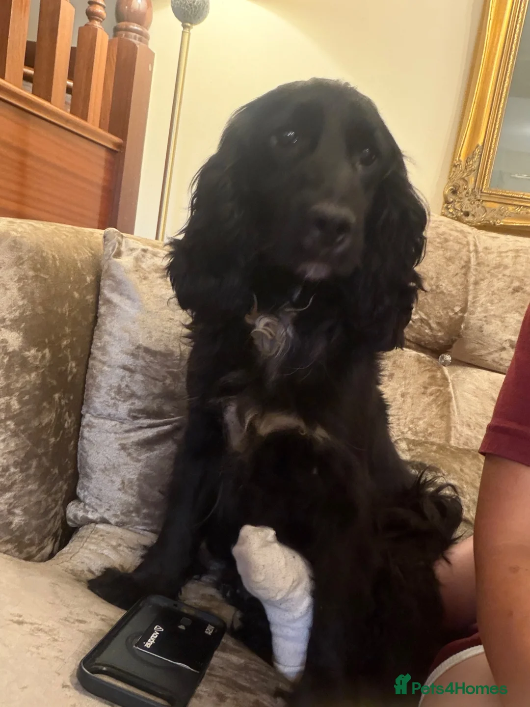 Cockapoo dogs for sale: Availible due to being let down  - Advert 2