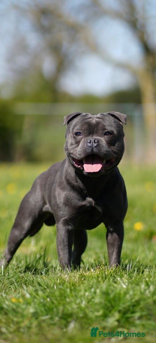 Staffordshire Bull Terrier dogs THE UK’S 🇬🇧 NEXT BEST BLUE STUD! 🐾  - Advert 1