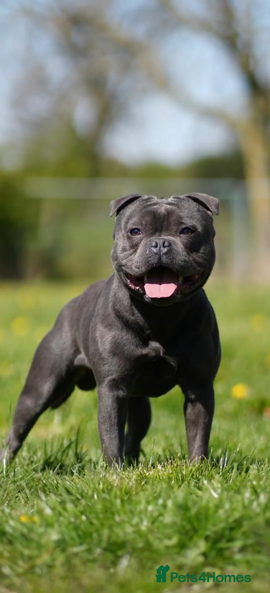 Staffordshire Bull Terrier dogs for stud: THE UK’S 🇬🇧 NEXT BEST BLUE STUD! 🐾  - Advert 1