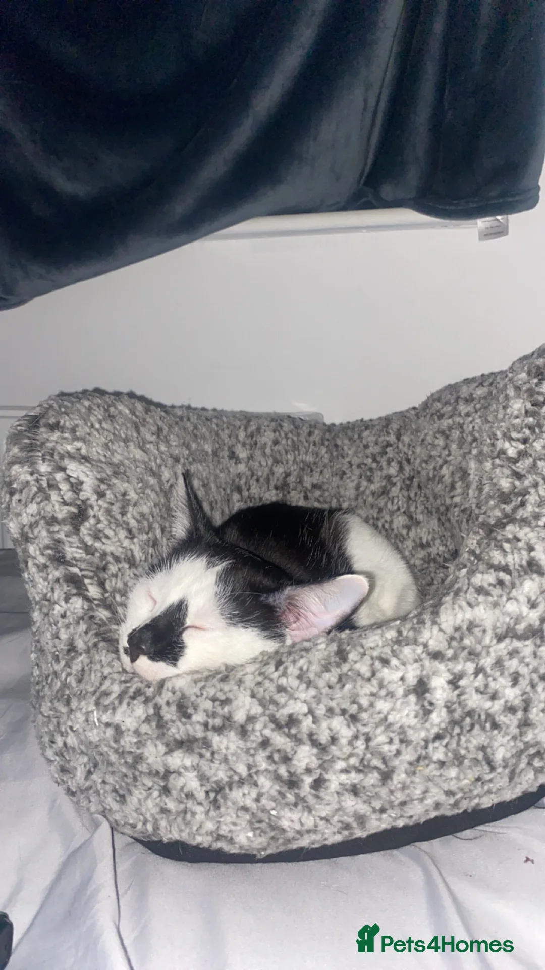 Mixed Breed cats for sale: Cat looking for a new home  - Advert 3