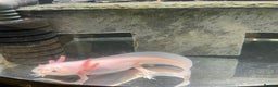 Other/Mixed Breed fish for sale: Axolotl  - Advert 3