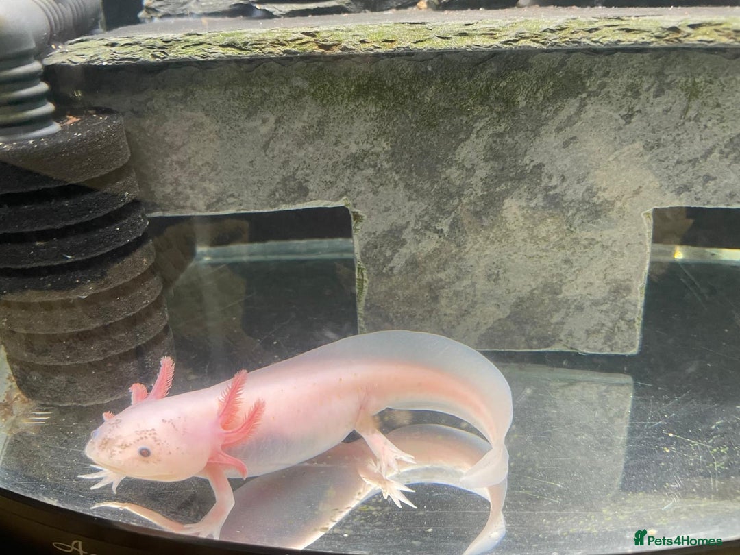 Other/Mixed Breed fish for sale: Axolotl  - Advert 3