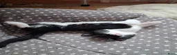 Mixed Breed cats for sale: 2 female black and white kittens available  in Walsall - Advert 5