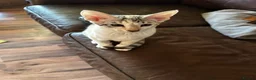 Mixed Breed cats for sale: CROSSED PETERBALD ✅✅✅ - Advert 18