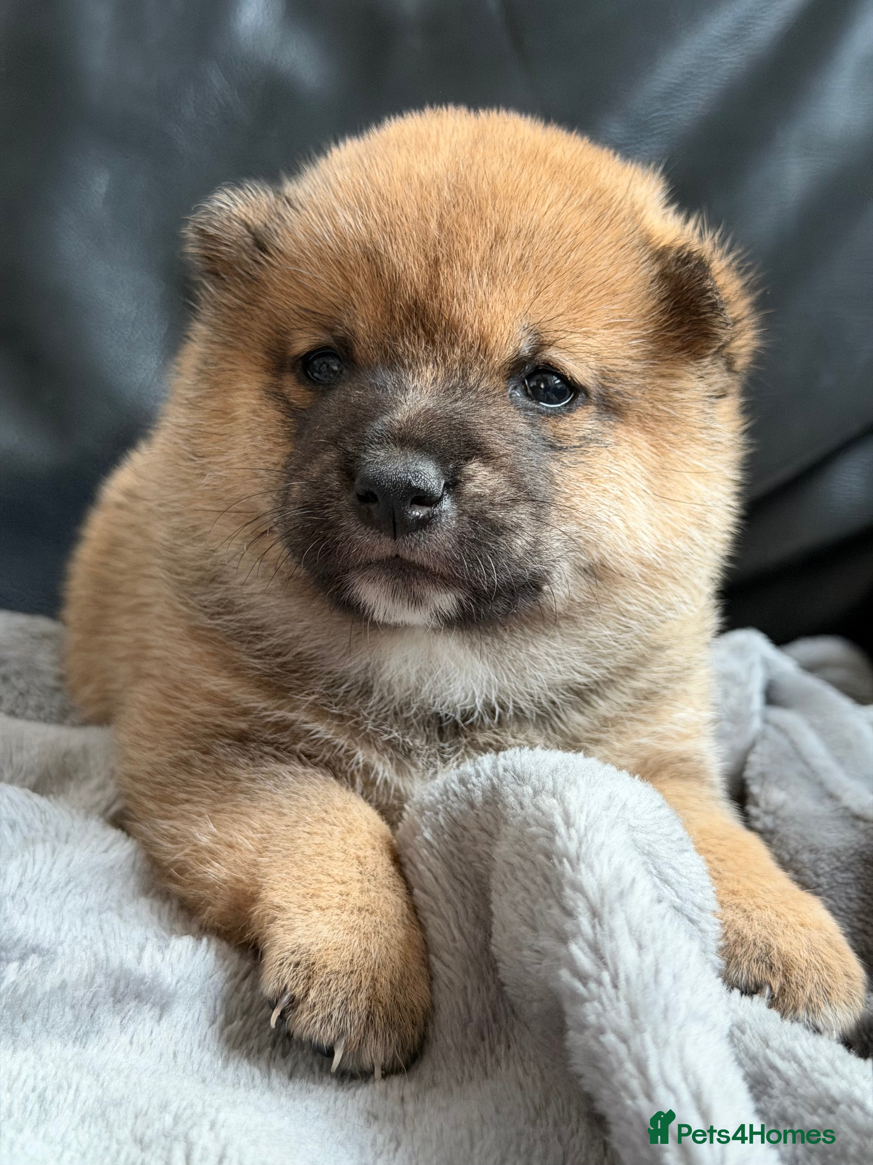 Japanese Shiba Inu dogs for sale: Japanese Mameshiba Inu Puppies Show Grade - Advert 14