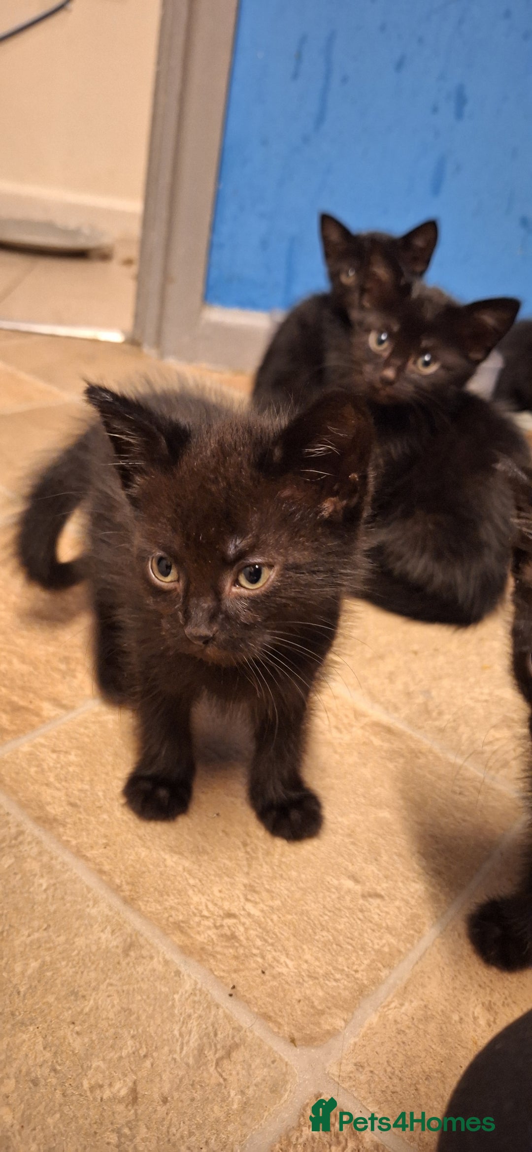 Mixed Breed cats for sale: 🐾 5 Gorgeous Kittens Ready for New Homes 🐾 - Image 13
