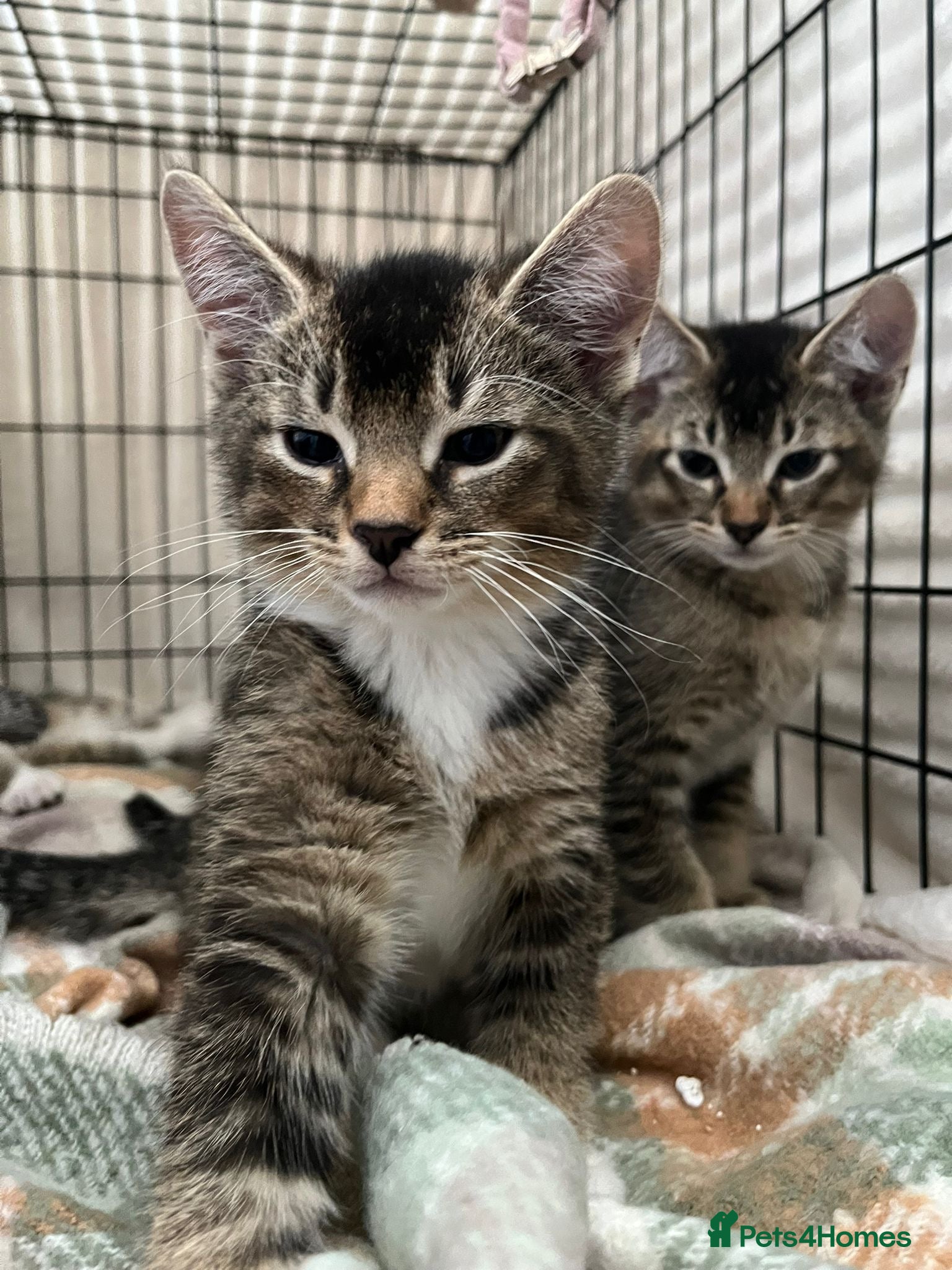 Abyssinian cats 4 LEFT - Abyssinian Bengal Kittens - Advert 1