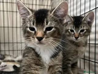 Abyssinian cats 4 LEFT - Abyssinian Bengal Kittens - Advert 1