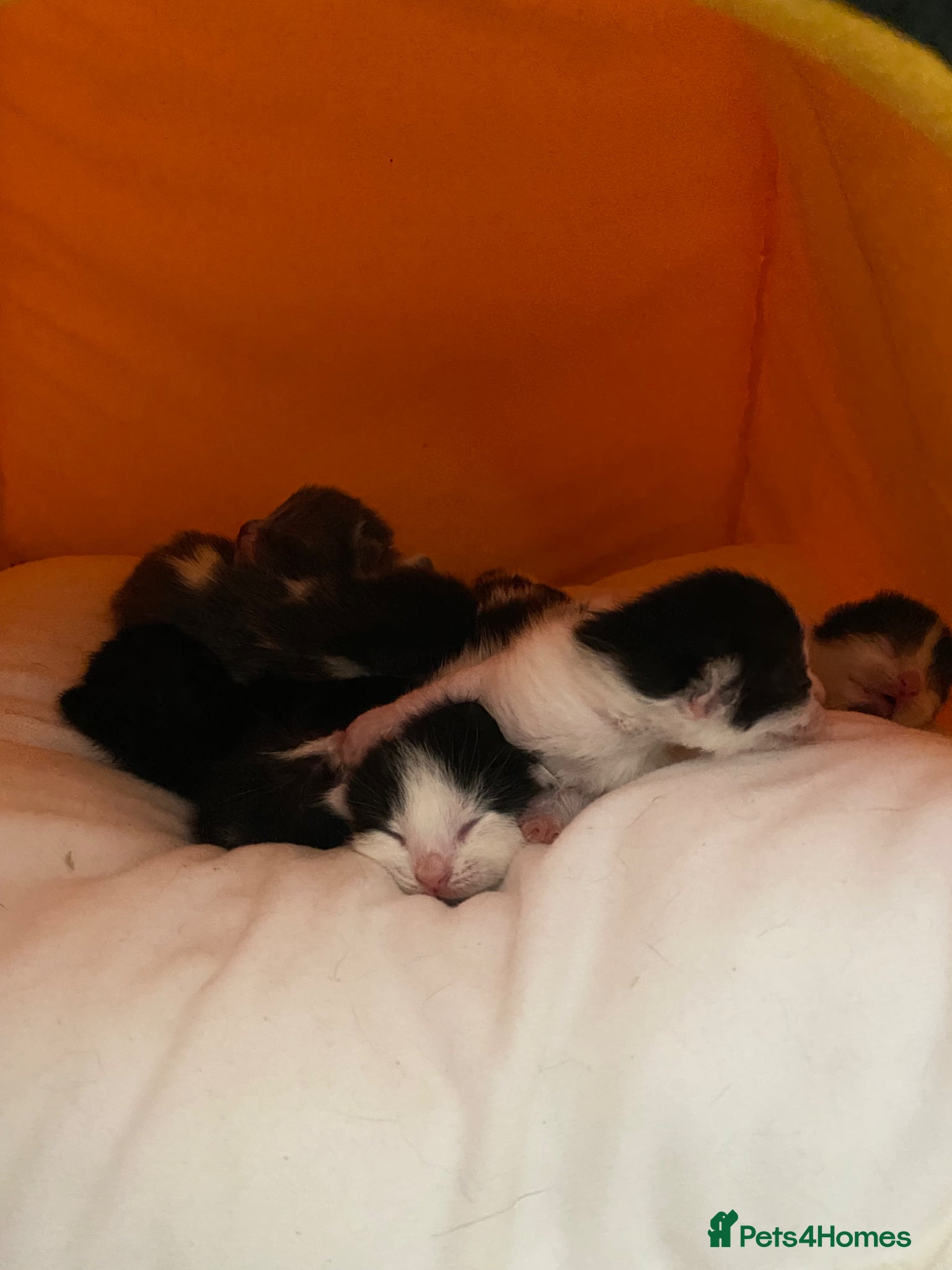 Mixed Breed cats for sale: 6 beautiful kittens - Advert 2