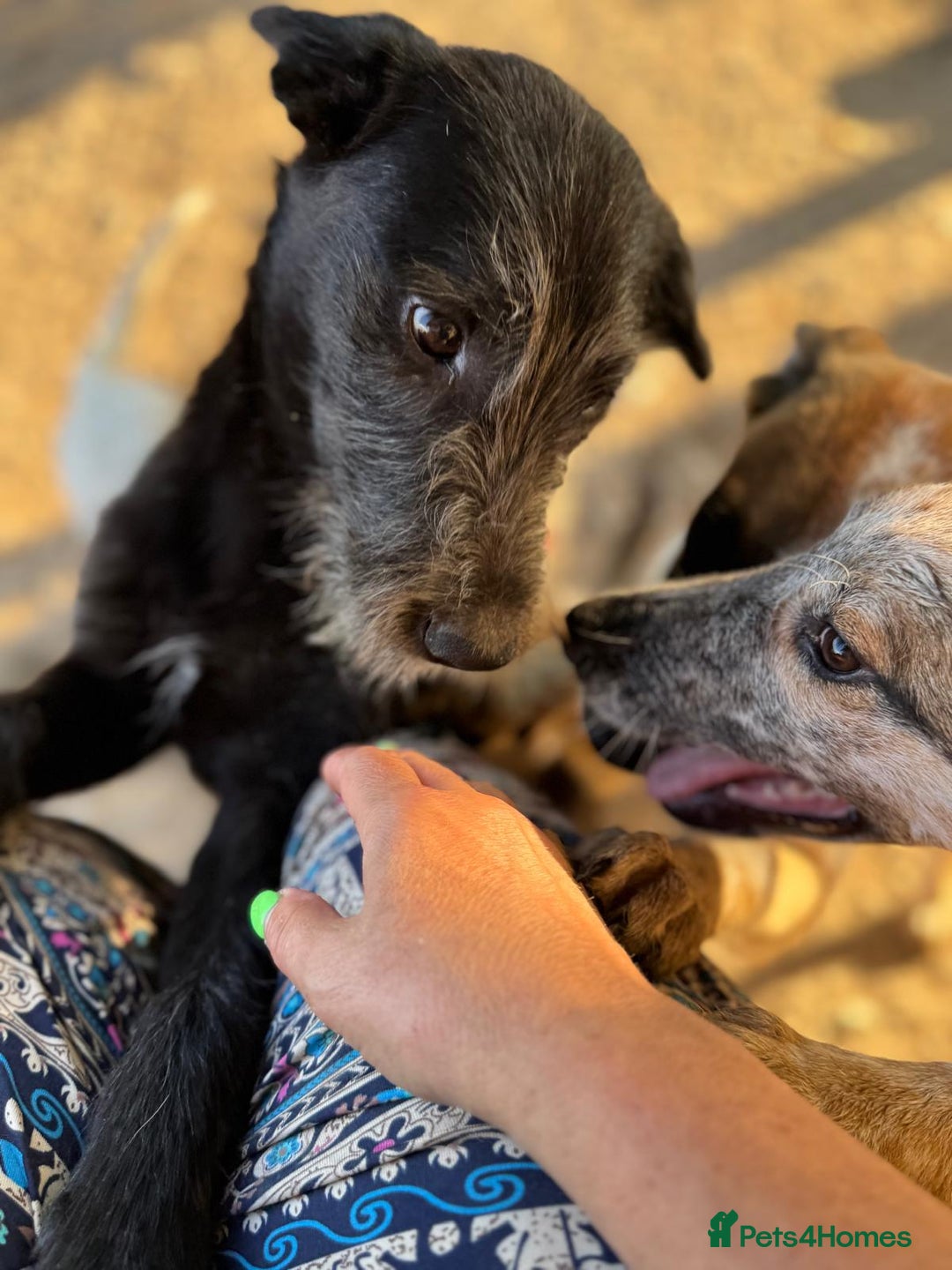 Mixed Breed dogs for adoption: LIA - a Beautiful young Girl, for a Loving Home - Image 13