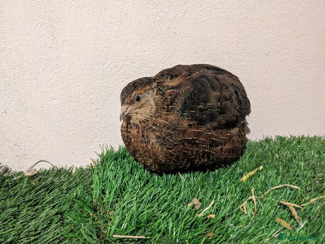 Quail poultry for sale: Cotournix Quail for Sale south London - Advert 2