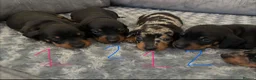 Dachshund dogs for sale: Dachshunds for sale - Advert 17