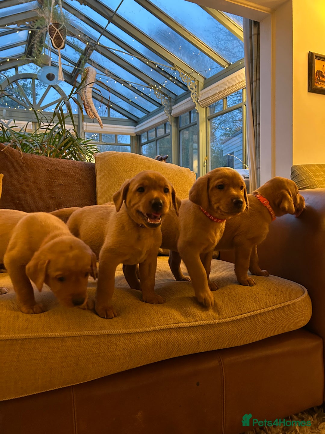 Labrador Retriever dogs for sale: Stunning KC Fox Reds  - Advert 1