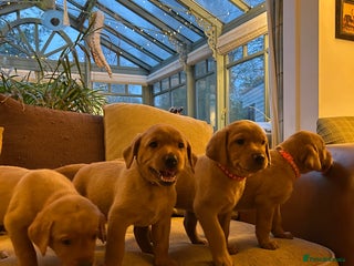 Labrador Retriever dogs for sale: Stunning KC Fox Reds - Advert 1