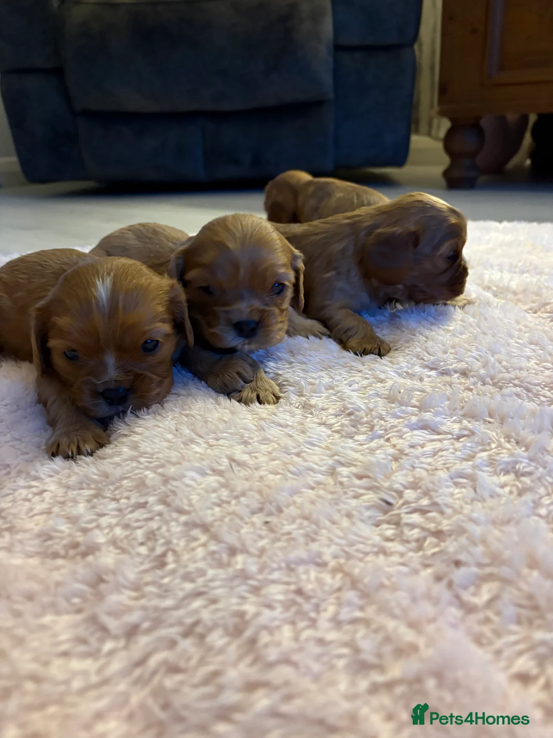 Cavalier King Charles Spaniel dogs for sale: King Charles Cavalier Spaniel - Advert 10