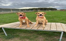 Labrador Retriever dogs for stud: 🐾 Stud Dog Available Soon – Enquiries Welcome 🐾 - Image 6