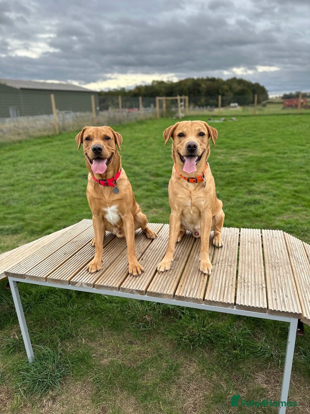 Labrador Retriever dogs for stud: 🐾 Stud Dog Available Soon – Enquiries Welcome 🐾 - Image 6