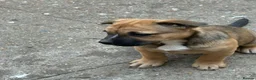 Mixed Breed dogs for sale: German shepherd x Staff litter - super friendly - Advert 6