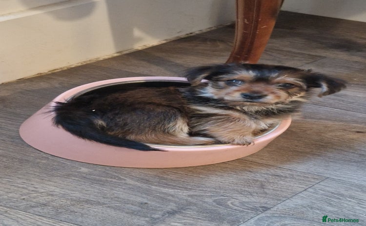Yorkshire Terrier dogs - Advert 13