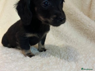 Miniature Dachshund dogs **1 black/tan long haired boy *** - Advert 3