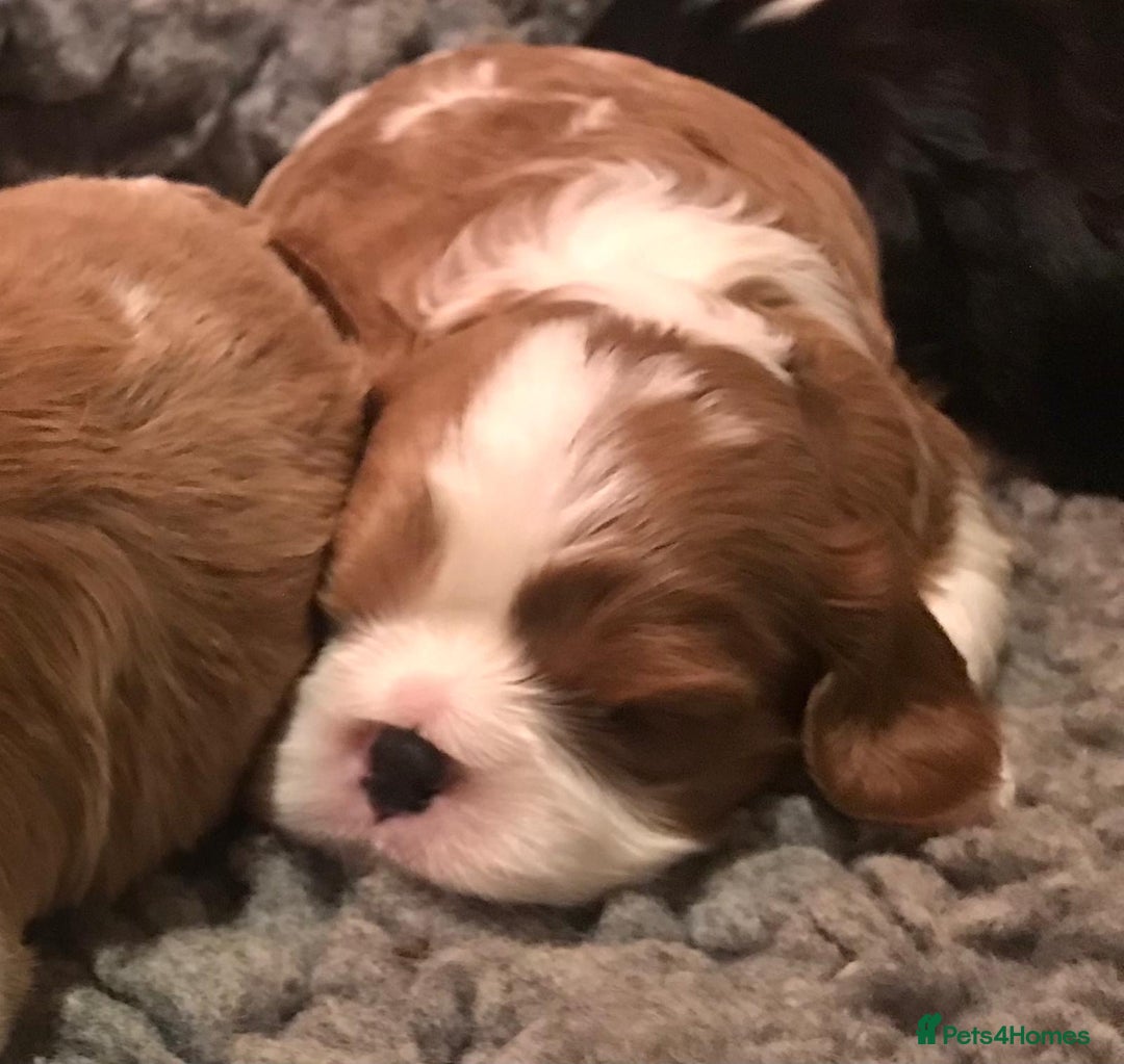Cavalier King Charles Spaniel dogs for sale: King Charles cavalier  - Advert 3