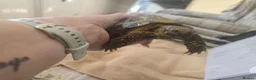 Tortoise reptiles for sale: Albert the horsefield - Advert 10
