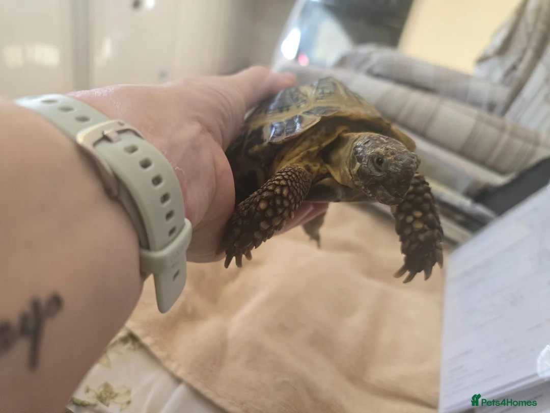 Tortoise reptiles for sale: Albert the horsefield - Advert 10
