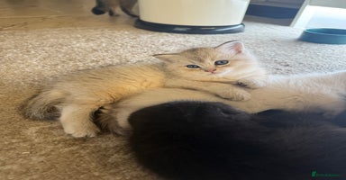 Scottish Fold cats - Advert 4