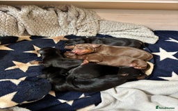 Miniature Dachshund dogs for sale: Beautiful minature dachshund puppies - Image 2