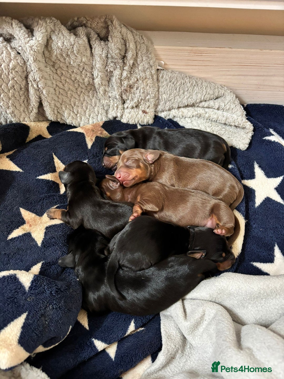 Miniature Dachshund dogs for sale: Beautiful minature dachshund puppies - Image 2