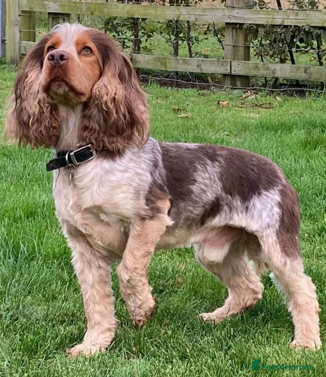 Cocker Spaniel dogs for sale: KC Pedigree Show Cocker Spaniel 19 Weeks old Male - Advert 8