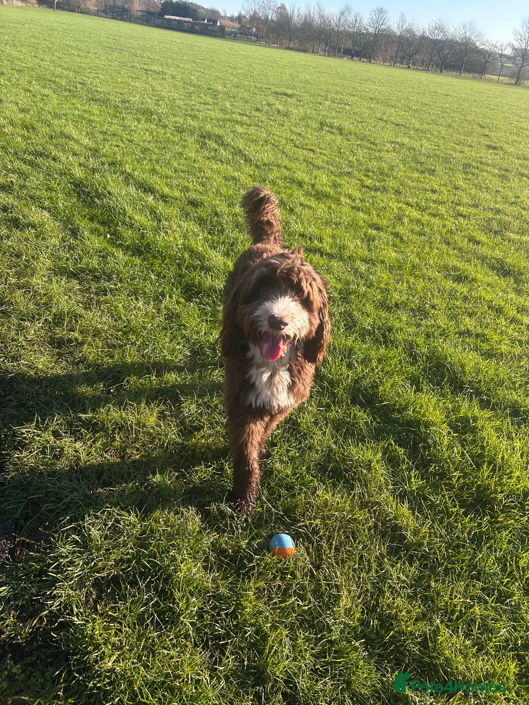 Mixed Breed dogs for stud: Sproodle labdradoodle cross to stud no charge - Advert 1