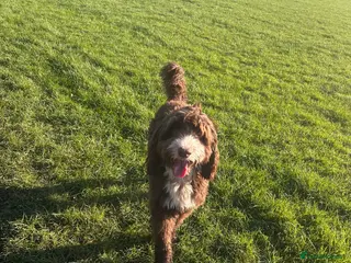 Mixed Breed dogs Sproodle labdradoodle cross to stud no charge - Advert 4