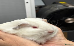 Guinea Pig rodents for sale: Lovely piggies, sheltie, Rex and Peruvian  - Image 20