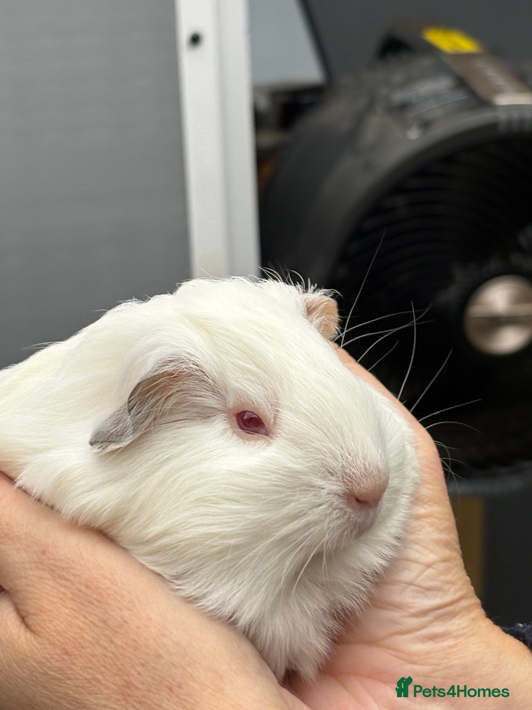 Guinea Pig rodents for sale: Lovely piggies, sheltie, Rex and Peruvian  - Image 20