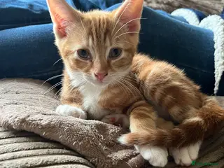 Mixed Breed cats Cute kittens - Advert 1