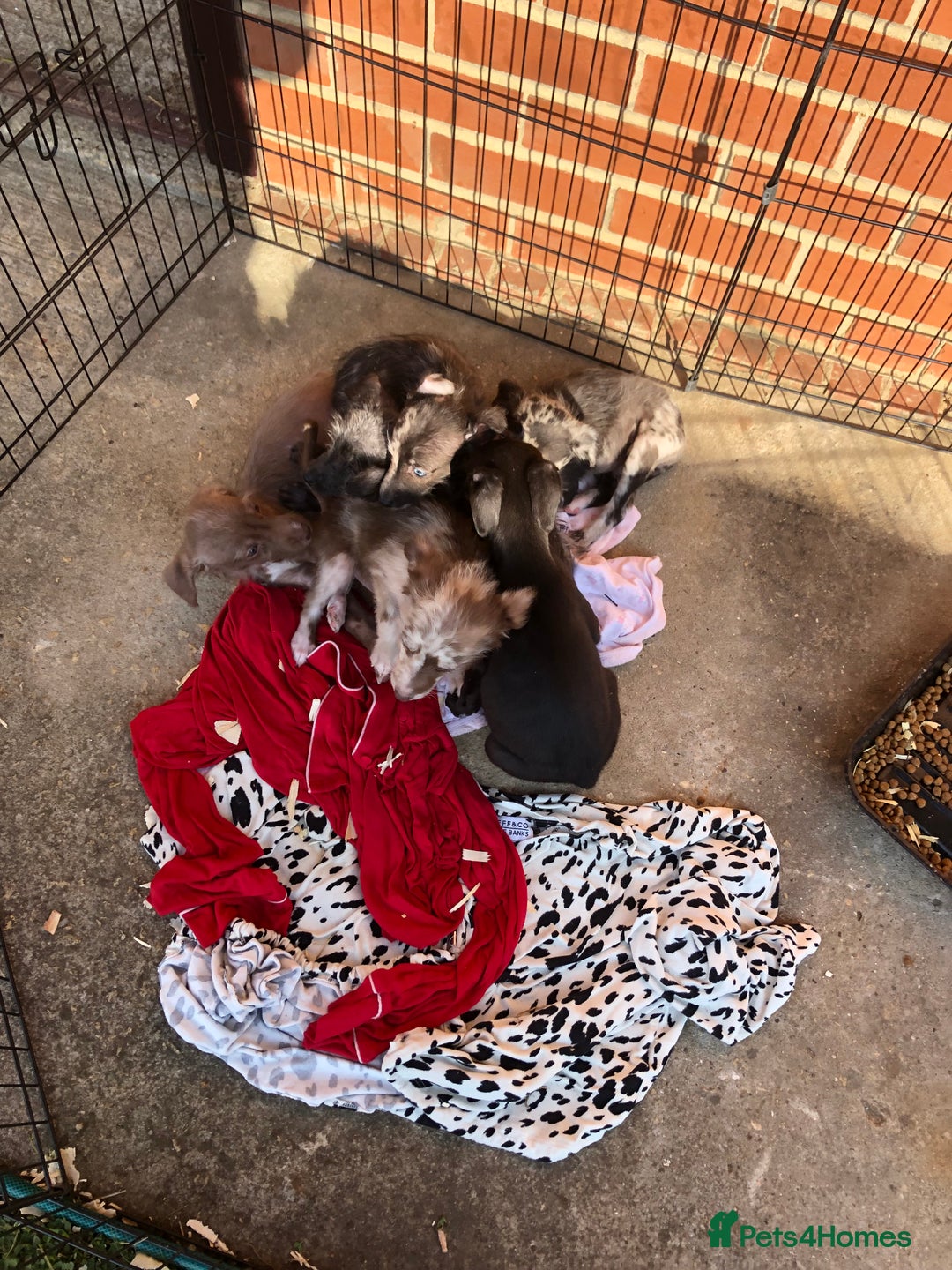 Mixed Breed dogs for sale: BEDDIPOO pups 1/2 bedlington 1/2 poodle  - Image 10