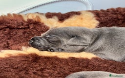 Staffordshire Bull Terrier dogs for sale: Black to blue health tested Staffords - Image 13