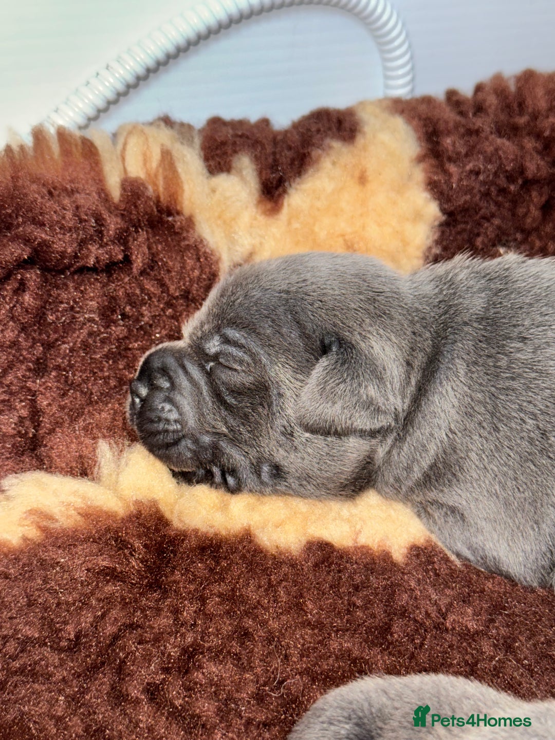 Staffordshire Bull Terrier dogs for sale: Black to blue health tested Staffords - Image 13