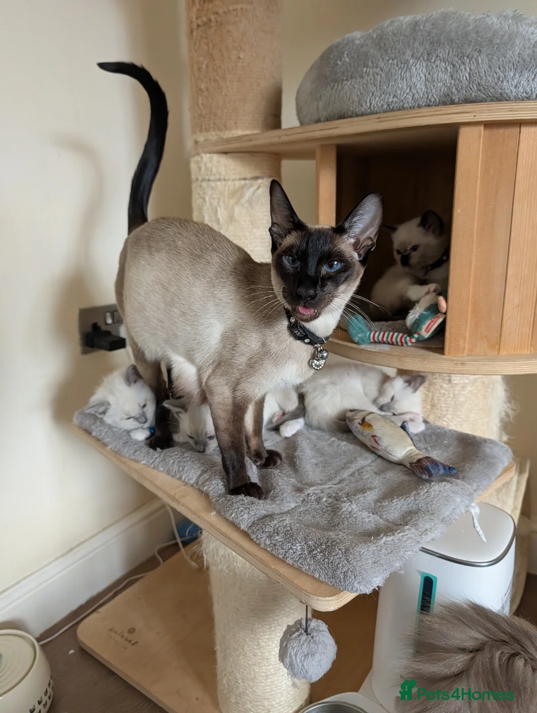 Ragamese cats for sale: Beautiful Ragdoll X Siamese Kittens  - Advert 2