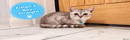 Scottish Fold cats for sale: 🐾 Beautiful Scottish Fold & Scottish Straight🐾 - Advert 15