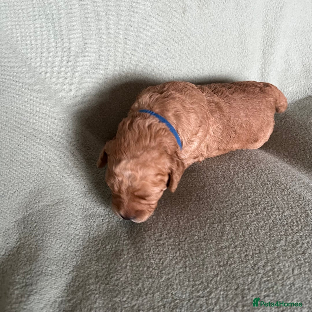 Australian Labradoodle dogs for sale: Fib Labradoodle puppies - Advert 19