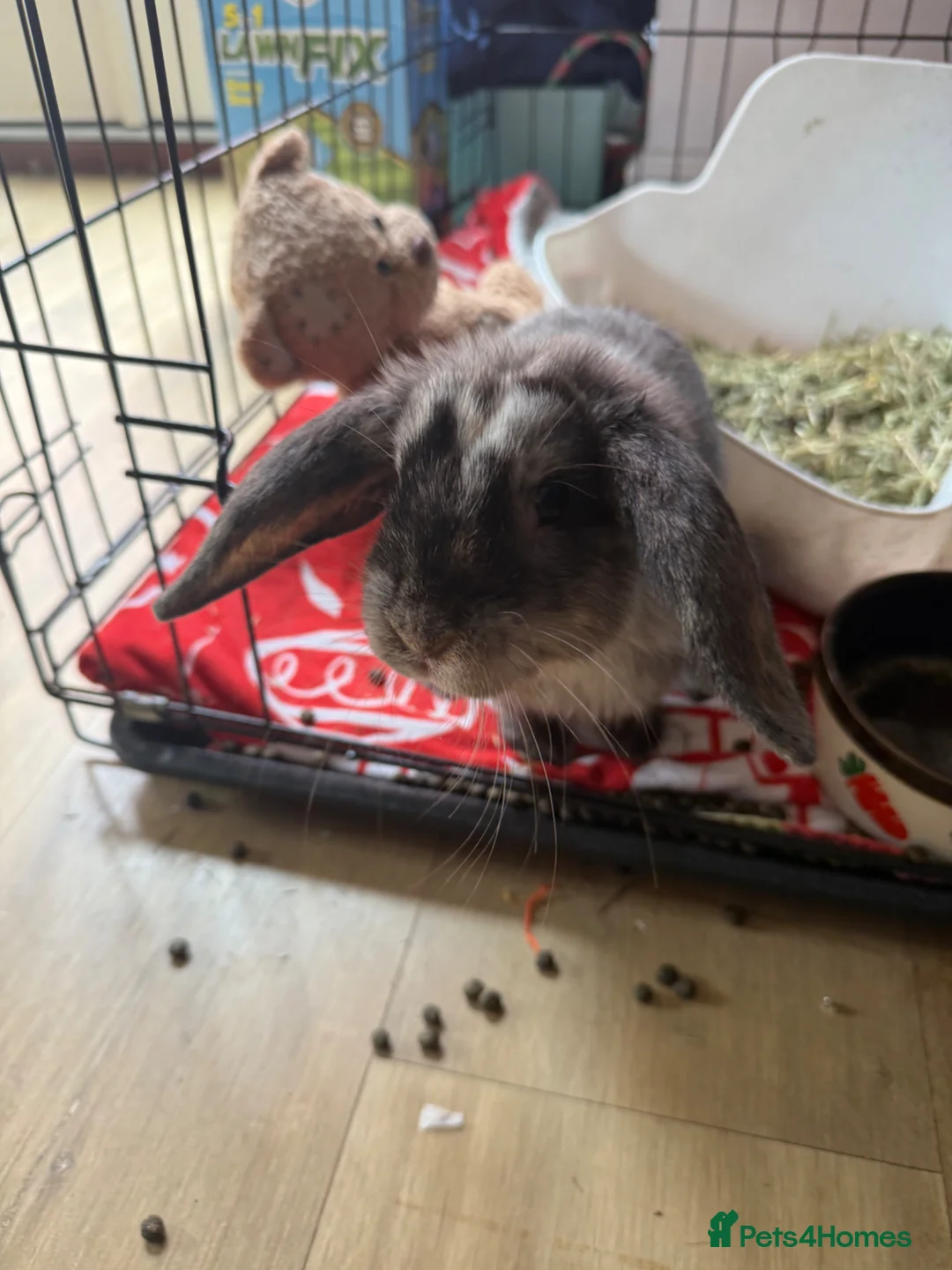 Mini Lion Lop rabbits for sale: Female rabbit for sale £35 around 12 weeks old  in Plymouth - Advert 3