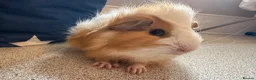 Guinea Pig rodents for sale: Beautiful baby piggies  - Advert 3