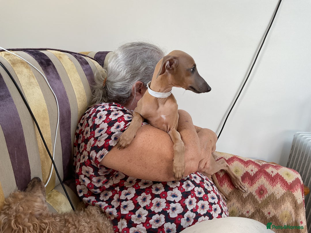 Italian Greyhound dogs for sale:  Beautiful Italian greyhound puppies  - Image 34