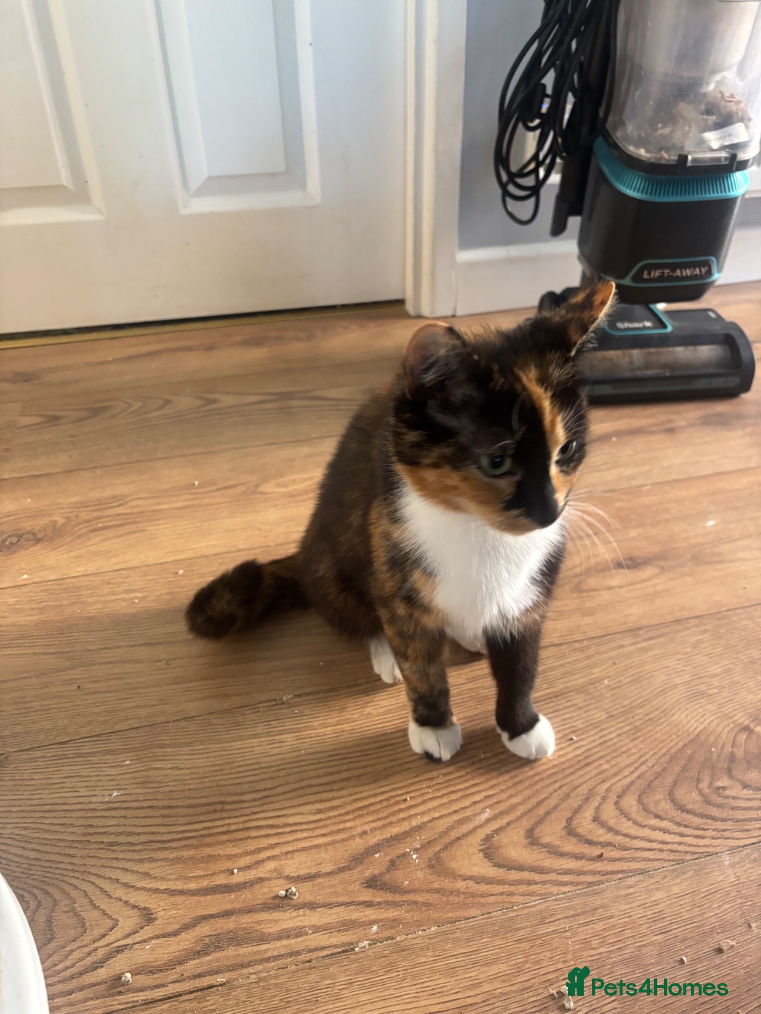 Mixed Breed cats 7 beautiful kittens looking for their forever home - Advert 1