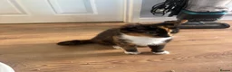 Mixed Breed cats for sale: 7 beautiful kittens looking for their forever home - Advert 1
